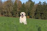 LABRADOR 374